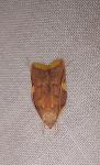 Carcina quercana