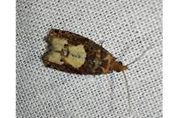 Epinotia trigonella
