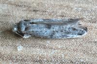 Swammerdamia compunctella