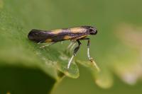 Euspilapteryx auroguttella