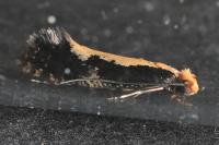 Monopis obviella