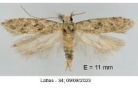 Scrobipalpa