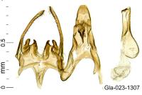 Scrobipalpa