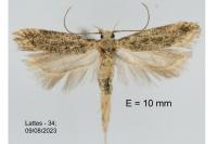 Scrobipalpa