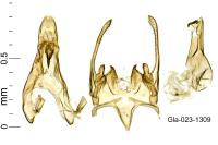 Scrobipalpa