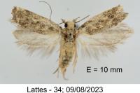 Scrobipalpa