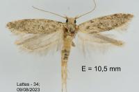Scrobipalpa