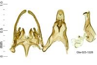 Scrobipalpa