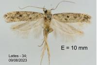 Scrobipalpa
