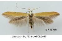 Coleophora flaviella