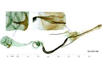 Coleophora flaviella
