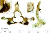 Coleophora vulnerariae