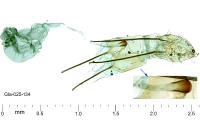 Mesophleps silacella