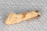 Cochylimorpha straminea