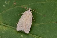 Agonopterix kaekeritziana