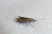 Coleophora texanella