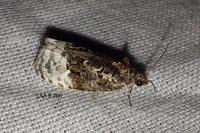 Apotomis betuletana