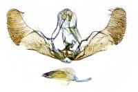 Notocelia roborana