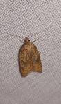 Acleris rhombana