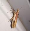 Ypsolopha parenthesella