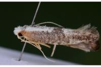 Argyresthia spinosella