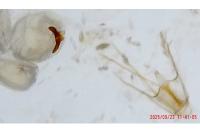 Argyresthia spinosella