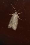 Cnephasia