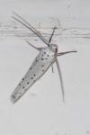 Yponomeuta