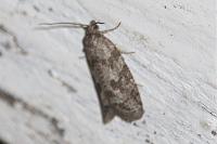 Cnephasia