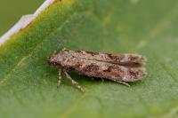 Caryocolum marmoreum marmoreum