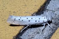 Yponomeuta
