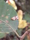 Acleris rhombana