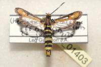 Bembecia uroceriformis