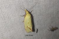 Agapeta hamana