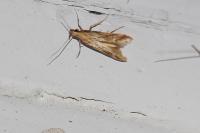 Metzneria lappella