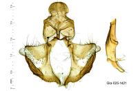 Lozotaeniodes brusseauxi