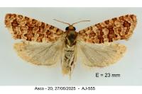 Lozotaeniodes brusseauxi