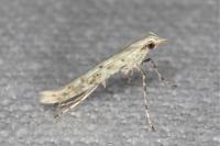 Povolnya leucapennella