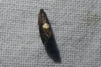 Pammene spiniana