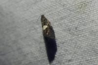 Pammene spiniana