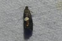 Pammene spiniana