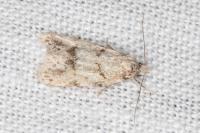 Symmoca signatella