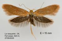 Crassa tinctella