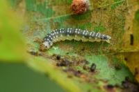 Ancylis mitterbacheriana