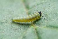 Coptotriche angusticollella