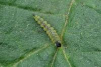 Coptotriche angusticollella