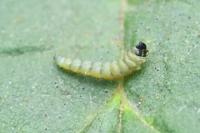 Coptotriche angusticollella