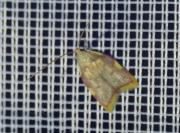 Carcina quercana