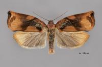 Archips podana