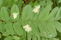 Parectopa robiniella